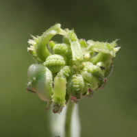 calendula_arvensis4bmd