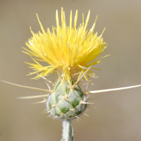 centaurea_solstitialis3amd (Centaurea solstitialis)