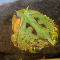 Ceratophrys cornuta (Grenouille cornue, Crapaud cornu du Brésil)