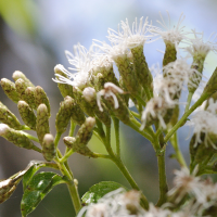 Chromolaena odorata (Herbe du Laos)