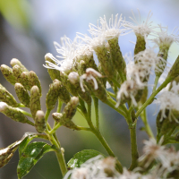 chromolaena_odorata1md (Chromolaena odorata)