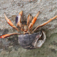 coenobita_clypeatus5bd (Coenobita clypeatus)