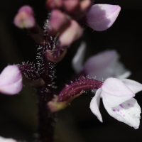 cynorkis_breviplectra2bd (Cynorkis (Cynorchis) breviplectra)