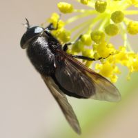 Dasyramphis ater (Dasyrhamphis)