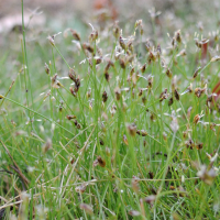 eleocharis_acicularis4md (Eleocharis acicularis)