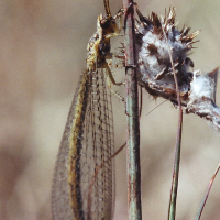 gymnocnemia_variegata2md