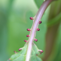 impatiens_glandulifera4md