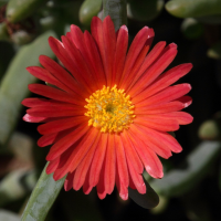 lampranthus_coccineus3md