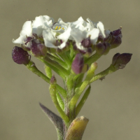 lobularia_maritima4md