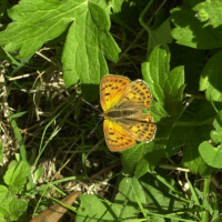 lycaena_virgaureae2amd