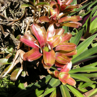 neoregelia_cruenta2md