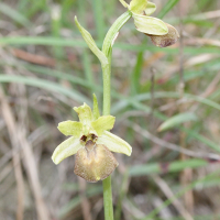 ophrys_arachnitiformis2md