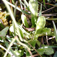 primula_farinosa2md