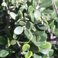 Rhamnus lycioides ssp. oleoides (Nerprun faux olivier)