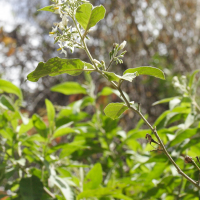 Solanum erianthum (Morelle en arbre)
