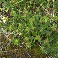 Teucrium montanum (Germandrée des montagnes)