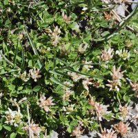 Trifolium thalii (Trèfle de Thalius, Trèfle de Thal)