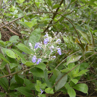 Vitex trifolia (Vitex)