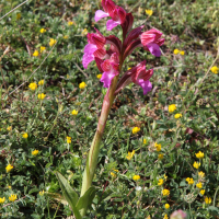 anacamptis_papilionacea3bd (Anacamptis papilionacea)