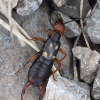 anechura_bipunctata4bd (Anechura bipunctata)