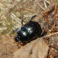 Anoplotrupes stercorosus (Géotrupe forestier)