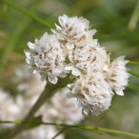 antennaria_dioica3bd (Antennaria dioica)