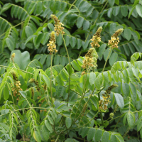 Caesalpinia bonduc (Caesalpinia)