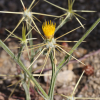 centaurea_solstitialis3bmd (Centaurea solstitialis)