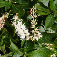 clethra_alnifolia2md (Clethra alnifolia)