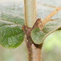 coccoloba_pubescens5md (Coccoloba pubescens)