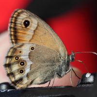 coenonympha_dorus3bd (Coenonympha dorus)