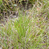 Danthonia decumbens (Danthonie retombante)