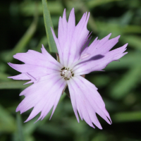 dianthus_furcatus_furcatus2bd (Dianthus furcatus)