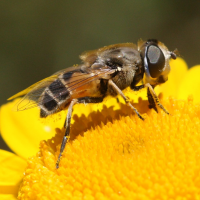 eristalis_arbustorum3bd (Eristalis arbustorum)