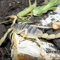 Hadrurus arizonensis (Scorpion)