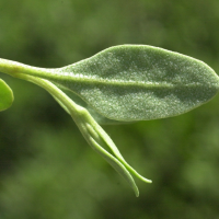 halimione_portulacoides2md