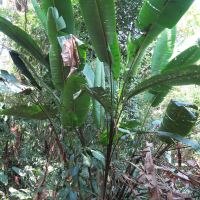 heliconia_curtispatha2md