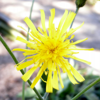 hieracium_glaucum2bd