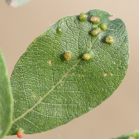 Iteomyia capreae (Iteomyia, Galle du saule)