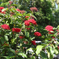 ixora_coccinea2md