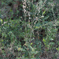 Launaea intybacea (Laitue sauvage)