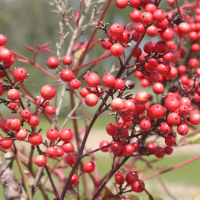 nandina_domestica3md