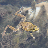 pelophylax_ridibundus5bd