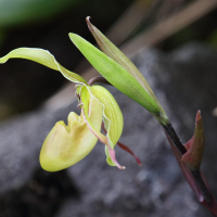 phragmipedium_longifolium3bd