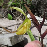 phragmipedium_longifolium4md