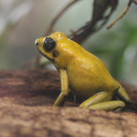 phyllobates_terribilis2md