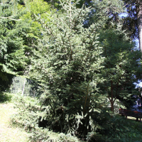 Picea polita (Épicea)