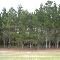 Pinus radiata (Pin de Monterey)