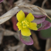 portulaca_oleracea6md