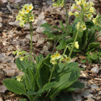 Primula elatior (Primevère élevée)